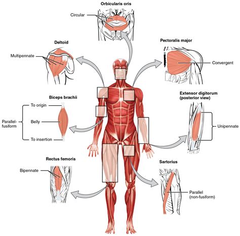 This Figure Shows The Human Body With The Major Muscle