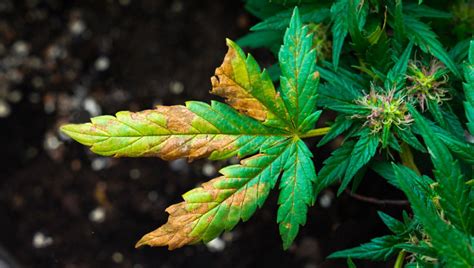Different Types Of Cannabis Plant Nutrient Deficiencies Fast Buds