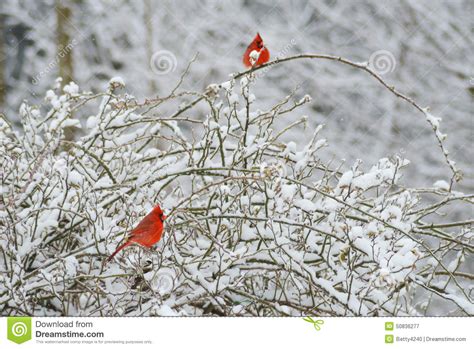 Two Red Male Cardinals Rosy Fitch Perch In Snowy Bush Stock Image