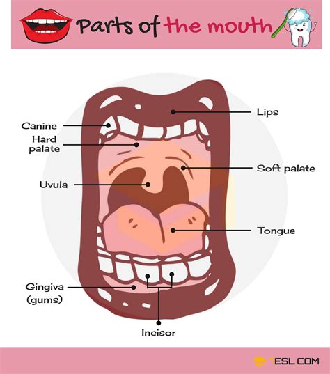 Body Parts Parts Of The Body In English With Pictures • 7esl