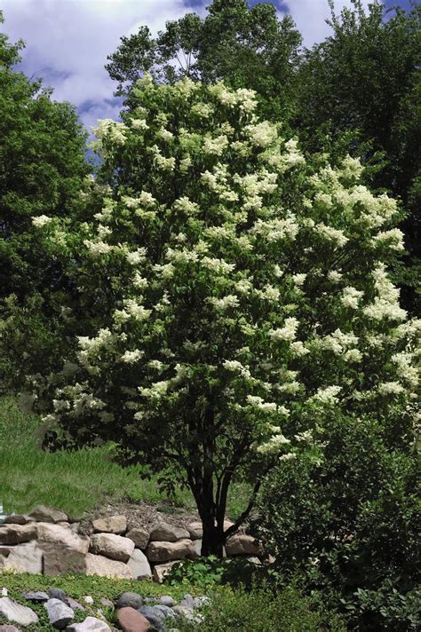 Lilac, Japanese Tree Ivory Silk® - TheTreeFarm.com