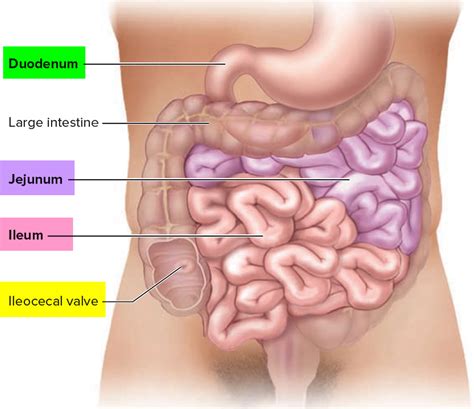 Small Intestine Location Function Length And Parts Of The Small Intestine