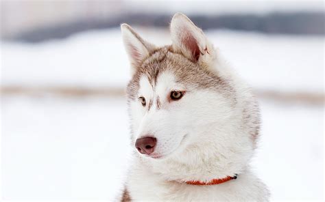 White Husky Wallpapers Wallpaper Cave
