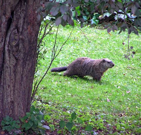 Groundhog In Backyard Homideal