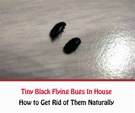 Tiny Black Flying Bugs In House How To Get Rid Of All Things