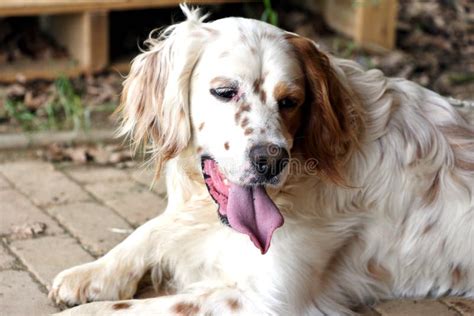 Dog Brown White Setter Stock Photo Image Of Foreground 90579590