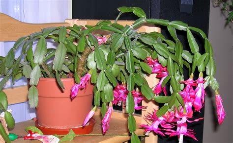 Over the years, i've heard so many people complain about how poorly their plants are doing, when they don't even have their plant situated in front of a window! My Mountain Garden Gleanings: Christmas Cactus