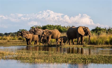 Lower Zambezi National Park Zambia Wild Safari Guide