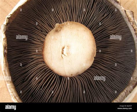 Close Up Of A Large Flat Mushroom Stock Photo Alamy