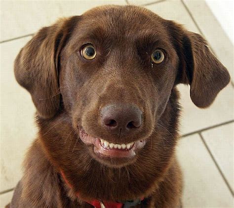 Awkward Dog Smiles Animals