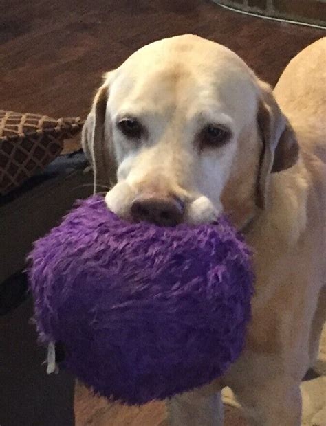 Godog Furballz Tough Plush Dog Toy With Chew Guard Technology Purple