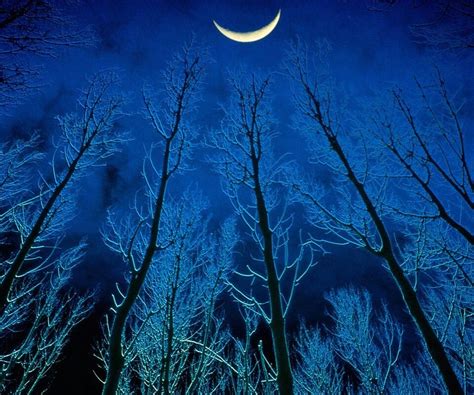 Amazing Nature Scenes Eerie Night Forest
