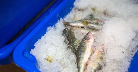 Lake Erie Fishing Tournament Being Investigated by Authorities Over