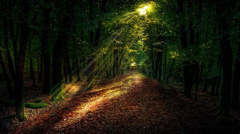 Download Wallpaper 1600x900 Forest Path Autumn Trees Sunlight