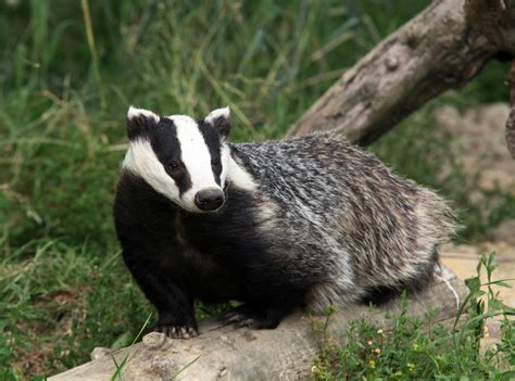 Facts About Badgers Live Science