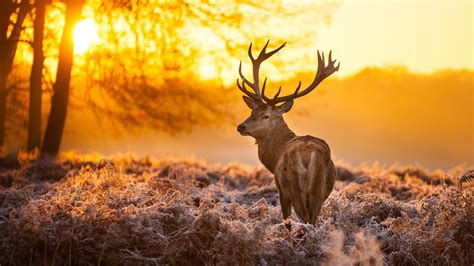 Deer With Background Of Tree And Sunrise Hd Animals Wallpapers Hd