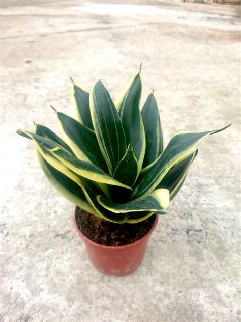 Sansevieria Trifasciata Black Gold Snake Plant