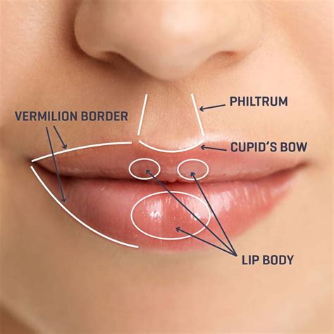 Proportions And Pouts How To Tell If Lip Fillers Will Suit You