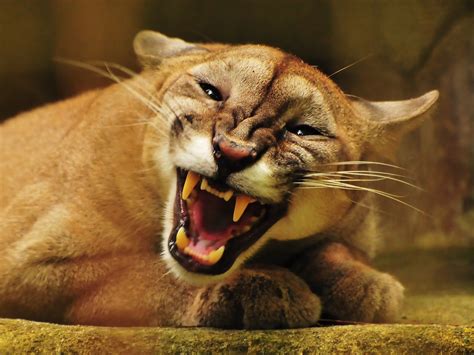 Animal Cougar 4k Ultra Hd Wallpaper