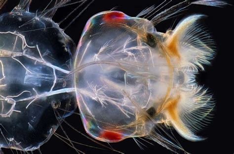 30 Images Of Life Under A Microscope With Images Microscopic