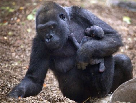 Its A Girl Baby Gorilla At Massachusetts Zoo Animal Fact Guide