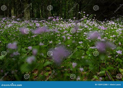Purple Forest Flowers In Scotland Stock Photo Image Of Spring Flower