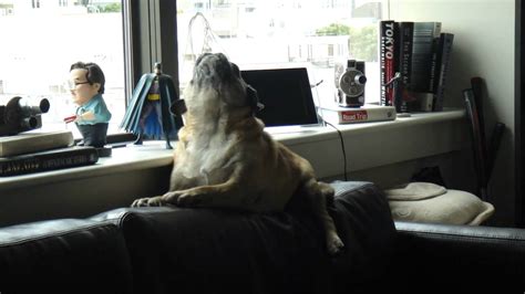 My Pug Howling With The Fire Alarm In San Francisco Youtube