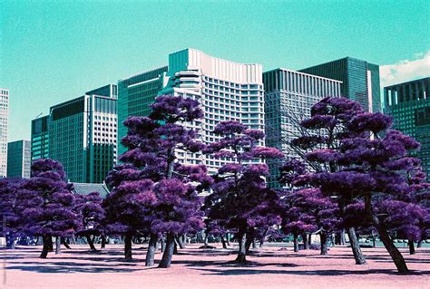 Purple Trees In Front Of Large City Buildings In Tokyo Japan Del