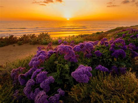 Lilac Flowers On The Ocean At Sunset Wallpapers And Images Wallpapers