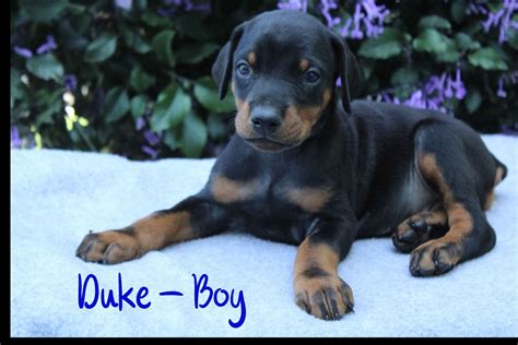 Gold Star Canines Doberman Pinscher Puppies For Sale Born On 08142020