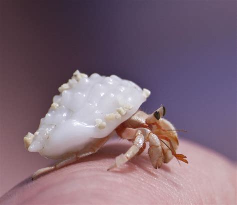 Guide To The Types Of Hermit Crabs Land Hermit Crab Species Pethelpful