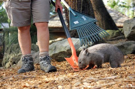 Small Animal Talk Chloe The Hand Reared Wombat Learns Some Wild Skills