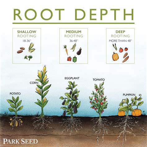Root Depth Can Effect Your Plants In More Ways Than You Imagine Keep