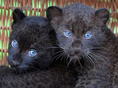 Baby Black Leopards Pixdaus Beautiful Cats Animals Beautiful