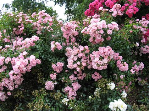 Rose, Flower Carpet® Appleblossom - TheTreeFarm.com