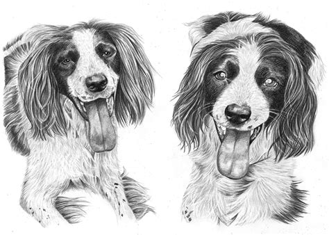 Pencil Drawing Of Two Dogs Pencil Sketch Portraits