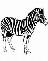Zebre Zebras Imprimé Coloringhome sketch template