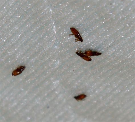 Stink bugs fly 100% i know this because i have a brown marmorted stink bug as a pet so i know for sure. WHAT DO FLEAS LOOK LIKE & HOW TO GET RID OF THEM