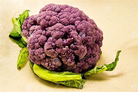 Purple Cauliflower With Green Leaves Brassica Oleracea Botrytis