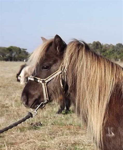 Lovely Small Taffy Miniature Horse Horses And Ponies Gumtree