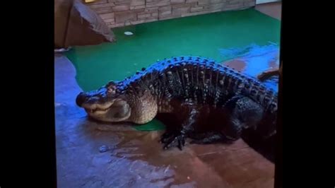 Video Captures Authorities Removing 750 Pound Alligator From Home Cnn