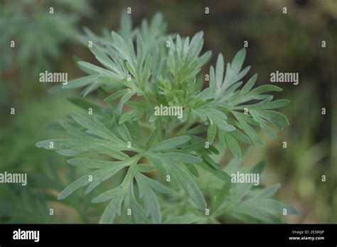Wormwood Leaves On A Dark Background Beautiful Green Wormwood For The