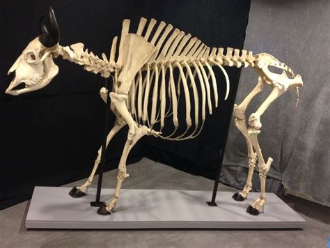 Antique Skeleton Of An Enormous American Bull Bison 270 Cm X 180 X 80