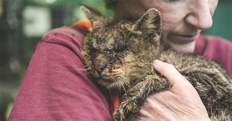 Animal Shelter Rescues Kitten Who They Thought Was Unadoptable We