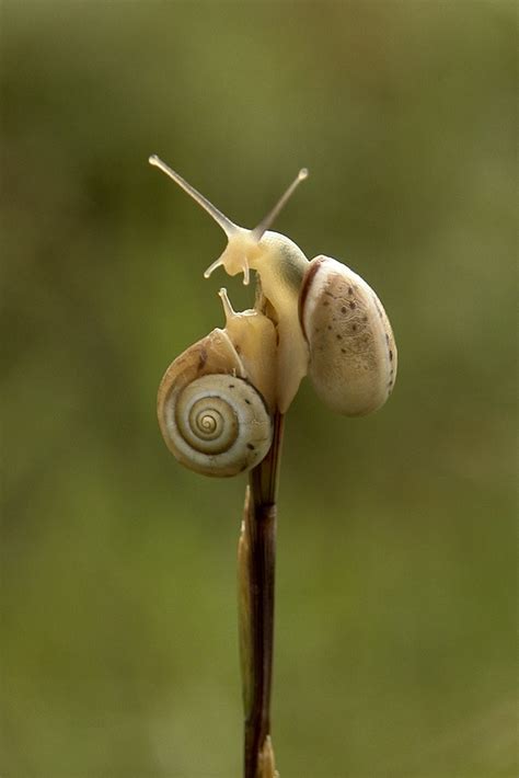 149 Best Images About Snail On Pinterest More Best