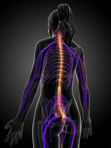 Female Nervous System Stock Illustration Illustration Of Command