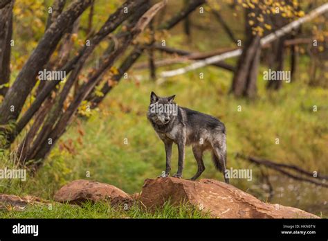 North American Timber Wolf Hi Res Stock Photography And Images Alamy