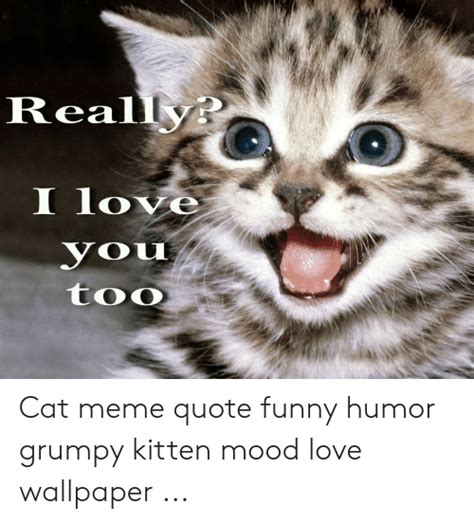 Grumpy Cat Meme Wallpaper Emaan Eastwood