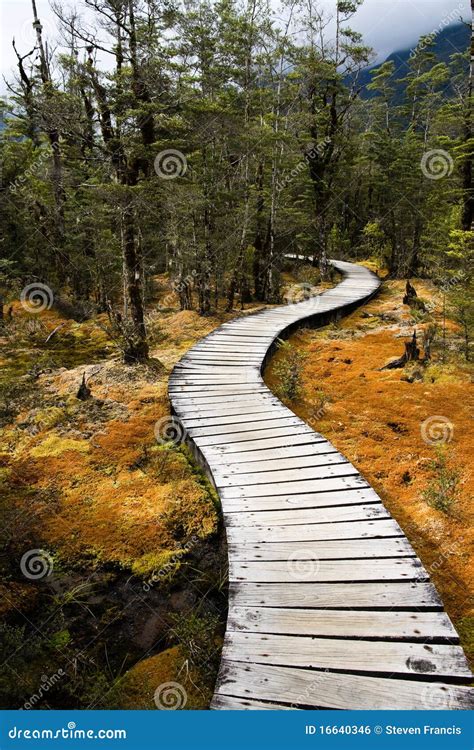 Winding Forest Path Royalty Free Stock Image Image 16640346