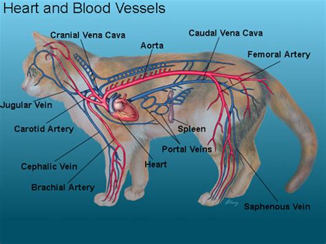 Spend a while piecing these. file.php (499×374) | Vet medicine, Cat anatomy, Dog anatomy